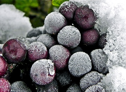 vinos hielo uvas