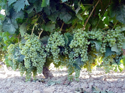 vinos exclusivos palocortado uvasjpg