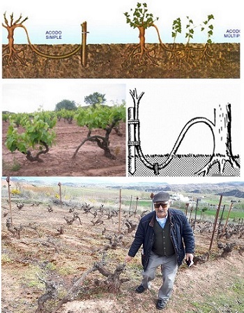 vinos viticultura acodos