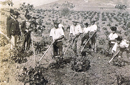 vinos viticultura campesinos vid