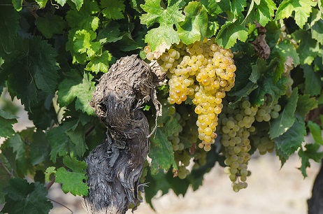 Identificación de variedades de uva antiguas, por la UPV 